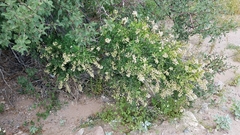 Stegnosperma halimifolium