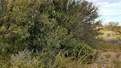 Stegnosperma halimifolium