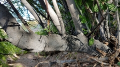 Stegnosperma halimifolium