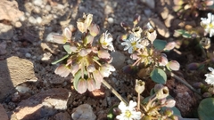 Drymaria holosteoides