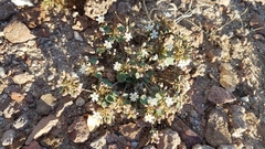 Drymaria holosteoides