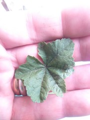 Malva parviflora