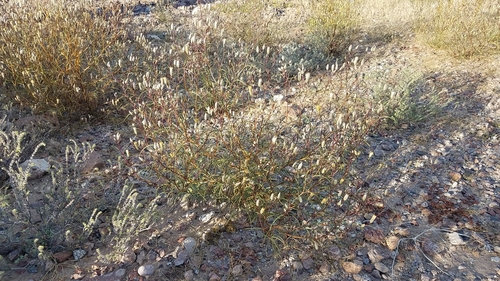 Image of Malperia tenuis by (c) Alan Rockefeller, some rights reserved (CC BY)