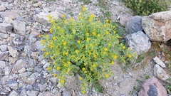 Physalis crassifolia infundibularis