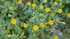 Physalis crassifolia infundibularis