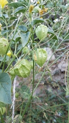Physalis crassifolia infundibularis