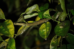 Lepidodactylus lugubris