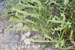 Onosma echioides