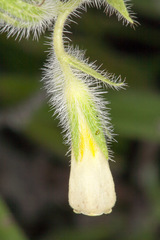 Onosma echioides
