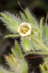 Onosma echioides