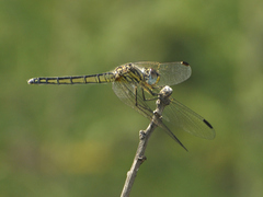Trithemis dorsalis