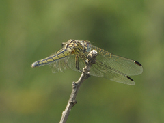 Trithemis dorsalis