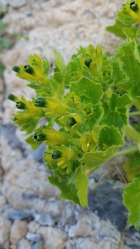 Rock nettle (Eucnide rupestris)