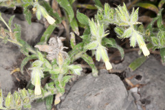 Onosma echioides