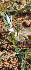 Babiana patula