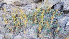 Hoffmannseggia peninsularis