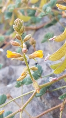 Hoffmannseggia peninsularis