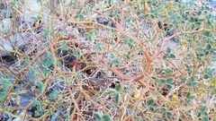 Hoffmannseggia peninsularis