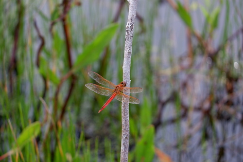Needham's Skimmer photo 5