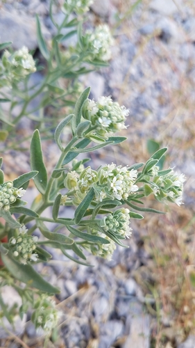 Image of Petalonyx linearis by (c) Alan Rockefeller, some rights reserved (CC BY)