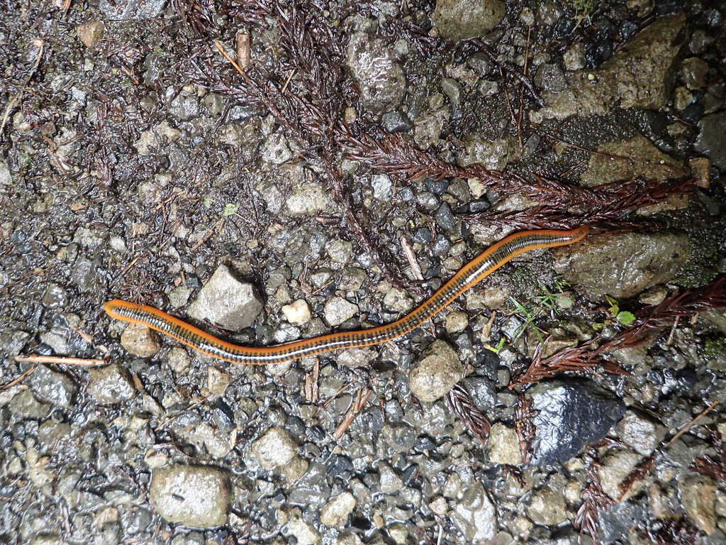 Orobdella octonaria