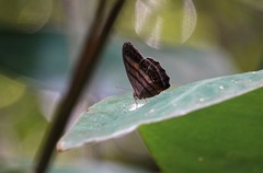 Magneuptychia harpyia