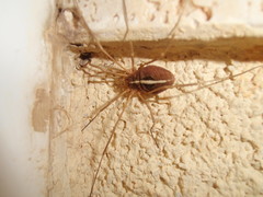 Metaphalangium