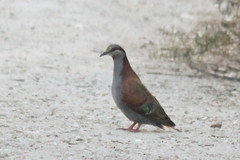 Phaps elegans