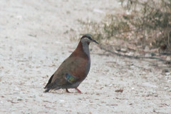 Phaps elegans