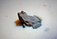 Marty's Toad