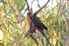 Platycercus elegans adelaidae