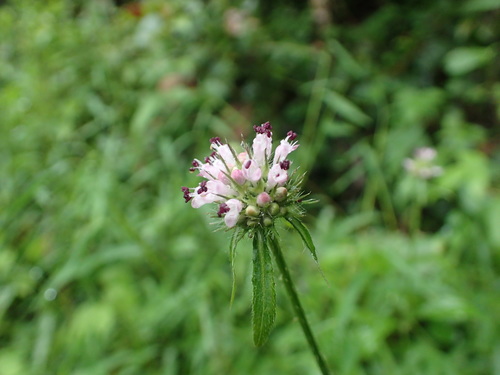 Dipsacus japonicus iNat (1)
