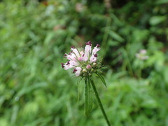 Dipsacus japonicus