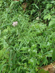 Dipsacus japonicus