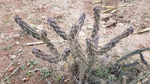 Brownspined pricklypear (Cylindropuntia bernardina)