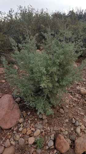 Image of Hesperocyparis revealiana by (c) Alan Rockefeller, some rights reserved (CC BY)