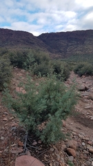 Cupressus revealiana