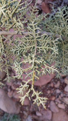 Image of Hesperocyparis revealiana by (c) Alan Rockefeller, some rights reserved (CC BY)