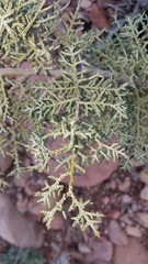 Cupressus revealiana