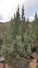 Cupressus revealiana
