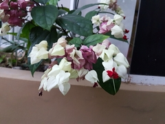 Clerodendrum thomsoniae