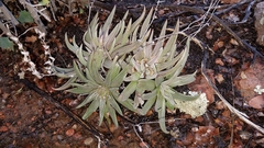 Dudleya abramsii abramsii