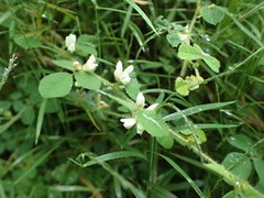 Lespedeza pilosa