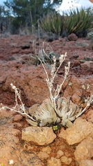 Dudleya abramsii abramsii