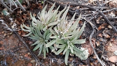 Dudleya abramsii abramsii