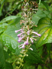 Buddleja japonica