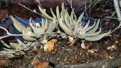 Dudleya abramsii abramsii