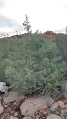 Cupressus revealiana