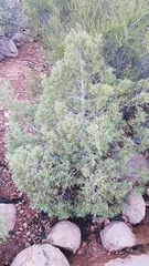 Cupressus revealiana