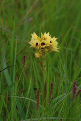 Eulophia welwitschii